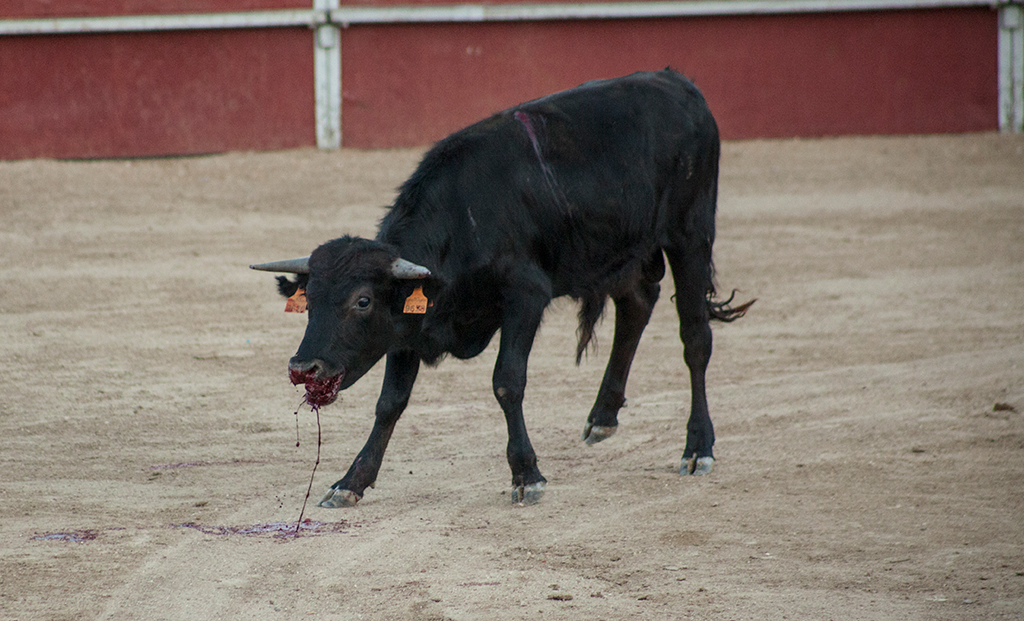 Becerrada (Madrid)