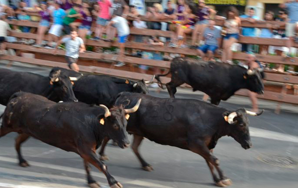 Suelta de toros