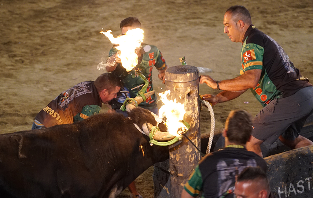 Toros embolados