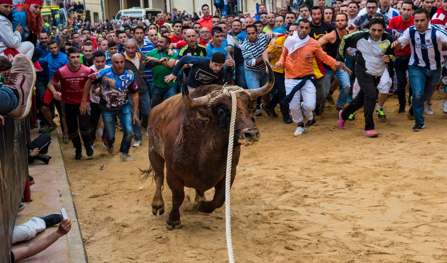 Toro Enmaromado de Benavente